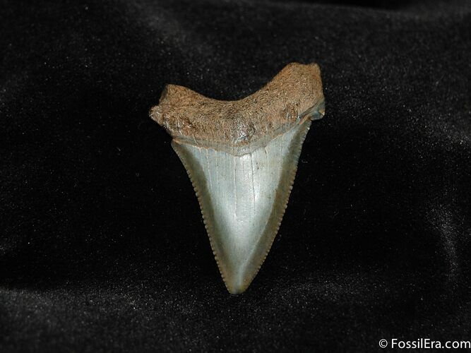 Angustiden Shark Tooth Fossil #197